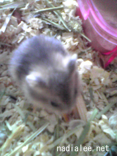 baby%20hamster