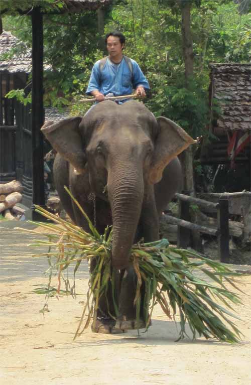 Maesa Elephant Camp: elephant lunch break