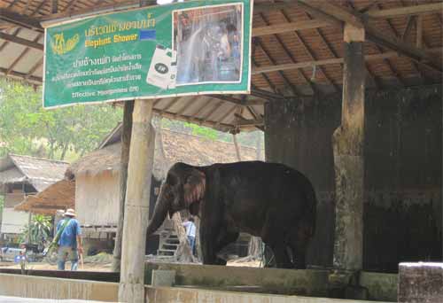 Maesa Elephant Camp: elephant shower