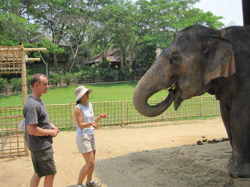 Maesa Elephant Camp: feeding elephants at the nursery