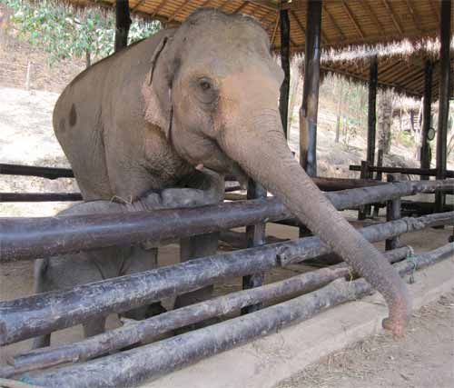 Maesa Elephant Camp: mom and baby