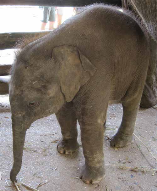 Maesa Elephant Camp: baby elephant