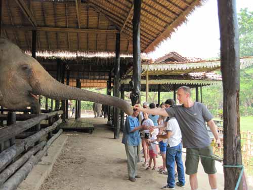 Maesa Elephant Camp: Hero Material feeding Mom