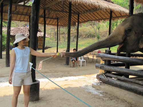 Maesa Elephant Camp: Nadia Lee feeding Mom