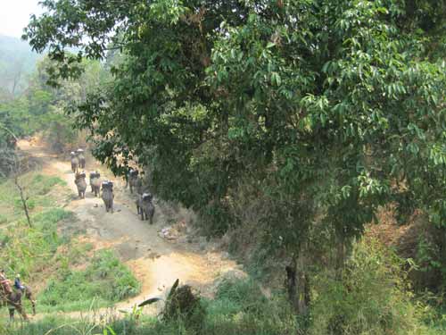 Maesa Elephant Camp: caravan