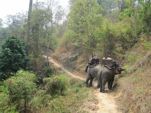 Maesa Elephant Camp: hungry elephants