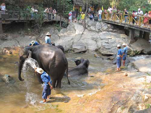 Maesa Elephant Camp: elephant bath