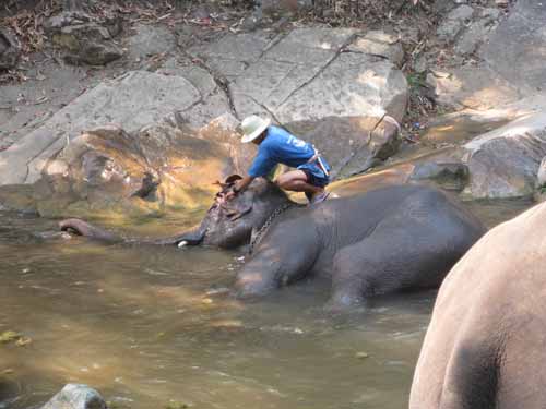 Maesa Elephant Camp: elephant bath