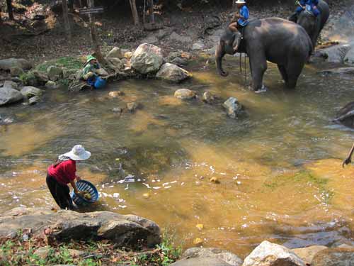 Maesa Elephant Camp: elephant dung gathering