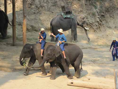 Maesa Elephant Camp: elephants gathering