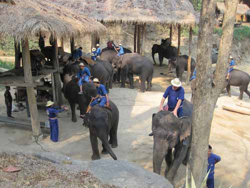 Maesa Elephant Camp: elephants and mahouts