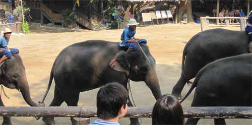 Maesa Elephant Camp: elephant march