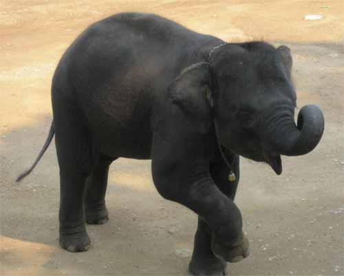 Maesa Elephant Camp: elephant march — baby!
