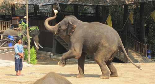 Maesa Elephant Camp: elephant steals mahout hat