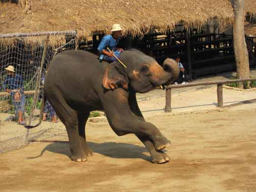 Maesa Elephant Camp: elephant goalie