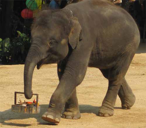 Maesa Elephant Camp: elephant artist