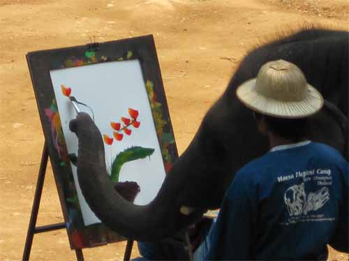 Maesa Elephant Camp: elephant painting