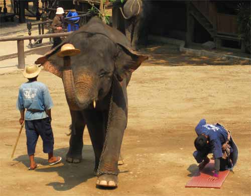 Maesa Elephant Camp: mahout still lives!