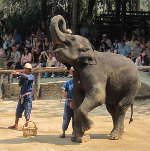 Maesa Elephant Camp: elephant working hard to crush humans