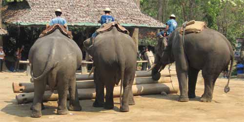 Maesa Elephant Camp: elephant building something...