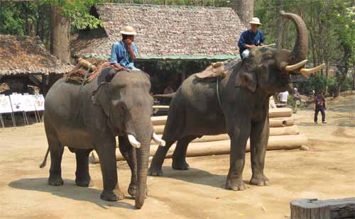 Maesa Elephant Camp: elephant showing off