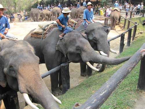 Maesa Elephant Camp: elephants say hello