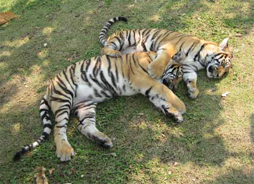 Tiger Kingdom: sleeping tigers