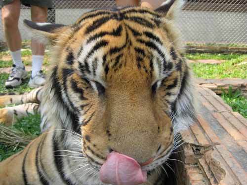 Tiger Kingdom: satisfied tiger