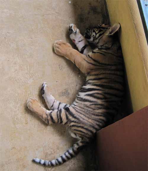 Tiger Kingdom: sleeping baby