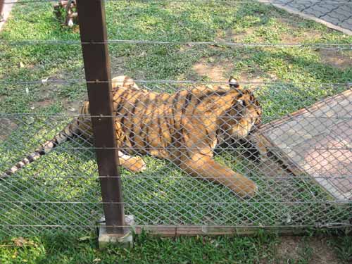 Tiger Kingdom: view from table