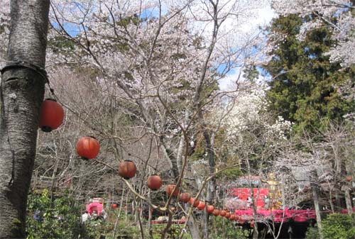 sakura